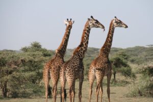 Close-up of three giraffes in the savannah, captured in daylight on a safari.